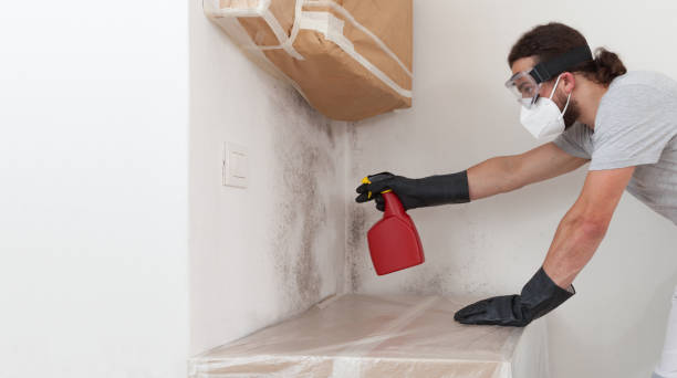 Basement Mold Remediation treatment on basement walls in Selma